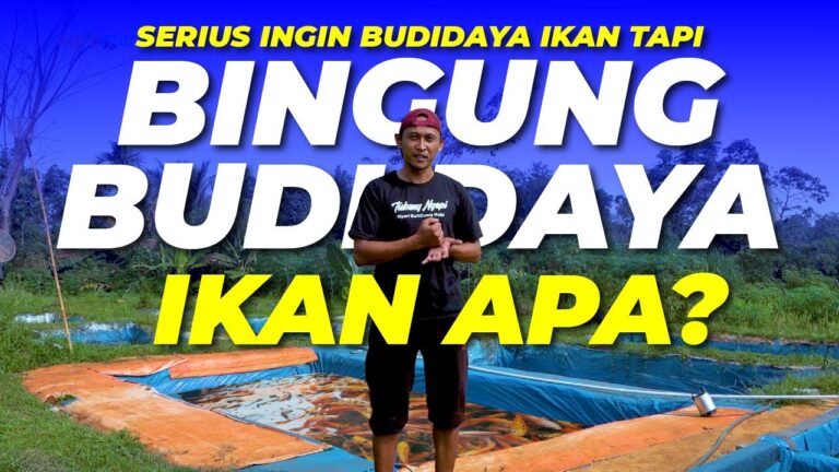 Jangan Takut Rugi! Kiat Sukses Budidaya Ikan Konsumsi Air Tawar