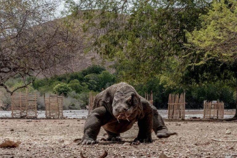 Catatan Kritis terkait Tarif Wisata Komodo