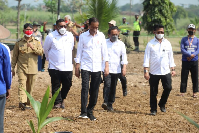 Jokowi Canangkan Tanam Kelapa Genjah 1 Juta Batang Se Indonesia