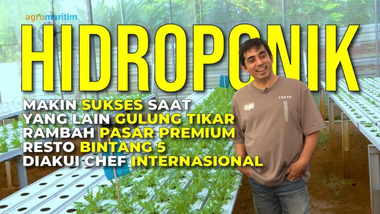 Kiat Sukses Usaha Budidaya Sayuran Hidroponik