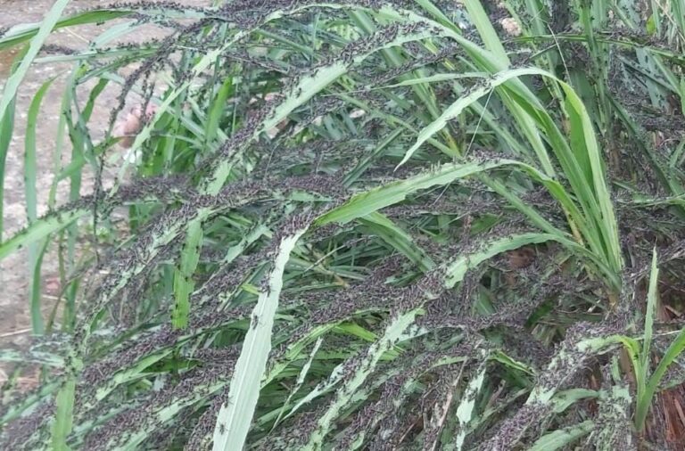 Sulit Dikendalikan, Kementan Bakal Kelola Belalang Kembara di NTT