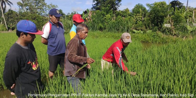 Terapkan PPHT, Petani di Sulawesi Tengah Berhasil Tingkatkan Hasil Panen