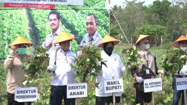 Kementan Lakukan Gerakan Panen Kacang Hijau di Kabupaten Purworejo