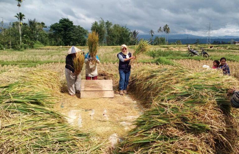 Petani Bengkulu Rasakan Manfaat dan Keuntungan Dem Area Budidaya Tanaman Sehat