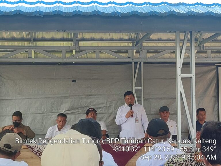 Antisipasi Serangan Tungro, Kemnetan Lakukan Bimbingan Teknis Penanganan Tungro di Kapuas