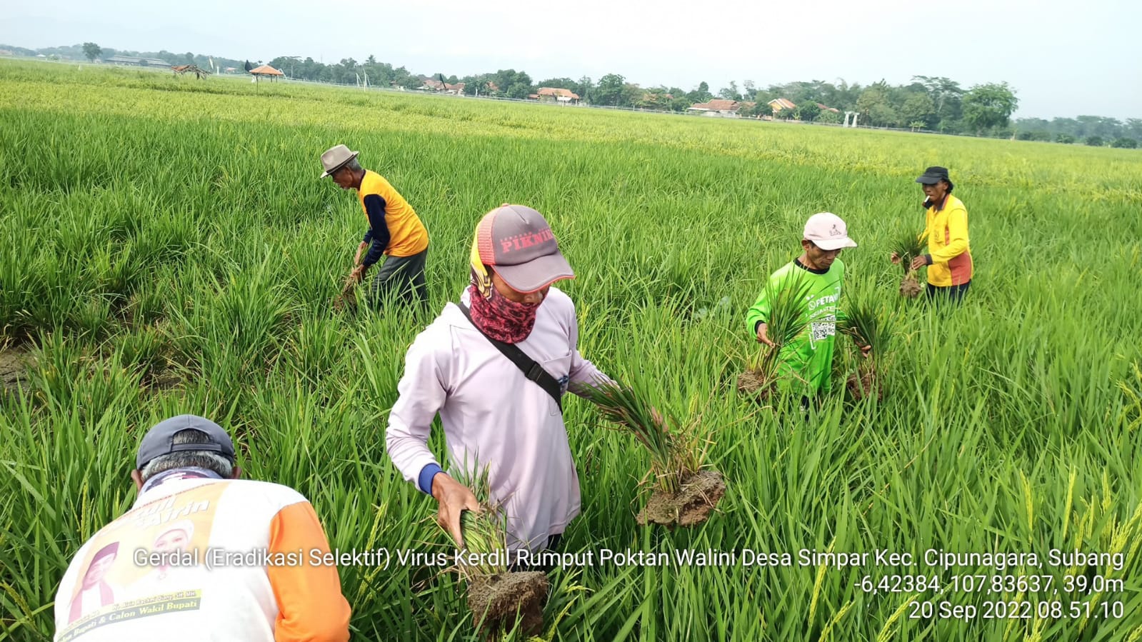 Kementan Intensif Pantau Dan Kendalikan Hama Di Subang Monitor