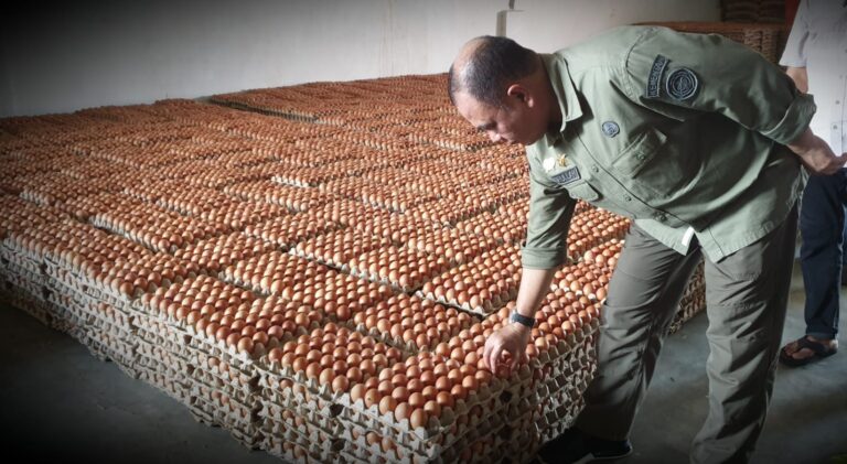 Kementan Pastikan Ketersediaan Telur Ayam Ras di Indonesia Wilayah Timur Tercukupi
