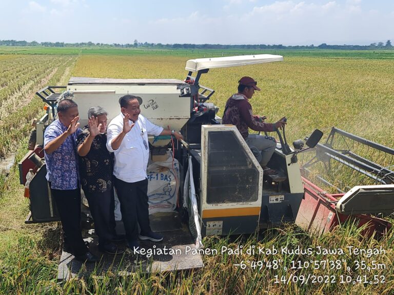 Kementan Dorong Peningkatan IP dengan Benih Padi Super Gajah di Kudus