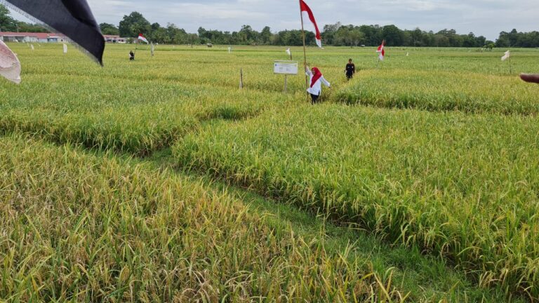 Kementan Kawal Bone Siapkan Benih Padi Varietas Genjah Insitu