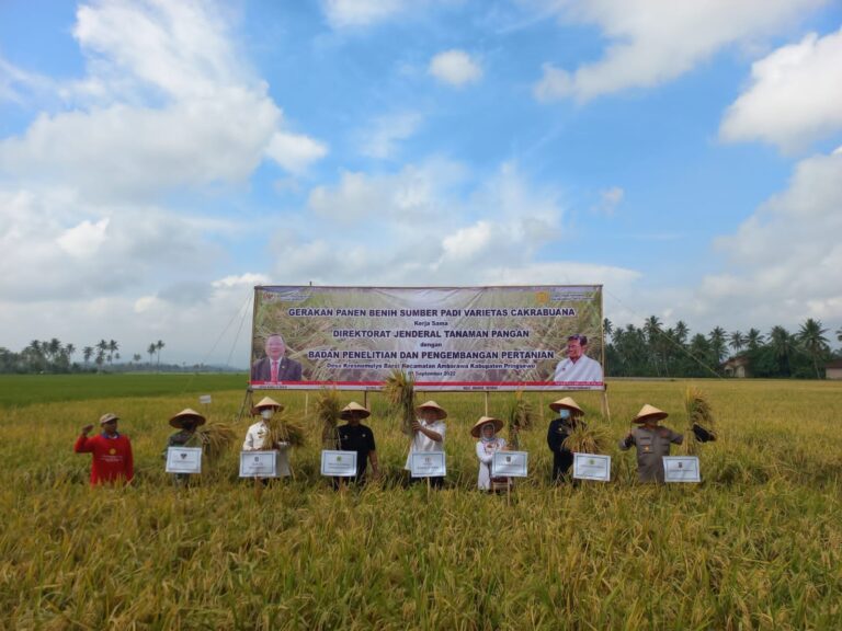 Semangati Petani Penangkar Benih, Kementan-DPR RI lakukan Panen Padi di Pringsewu