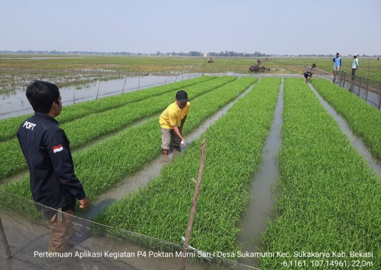 Mengamankan Serangan OPT, Kementan Intens Lakukan Pendampingan Perbanyakan Agens Hayati