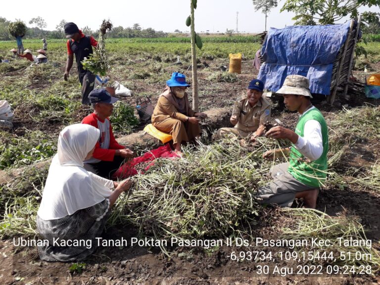 Genjot Produksi Kacang Tanah, Kementan Berikan Bantuan Benih Kacang Tanah untuk Petani Tegal