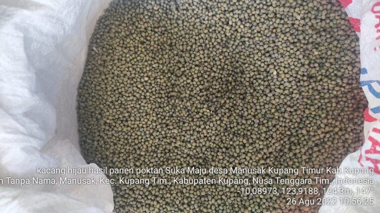 Kementan Berikan Bantuan Benih Kacang Hijau di NTT
