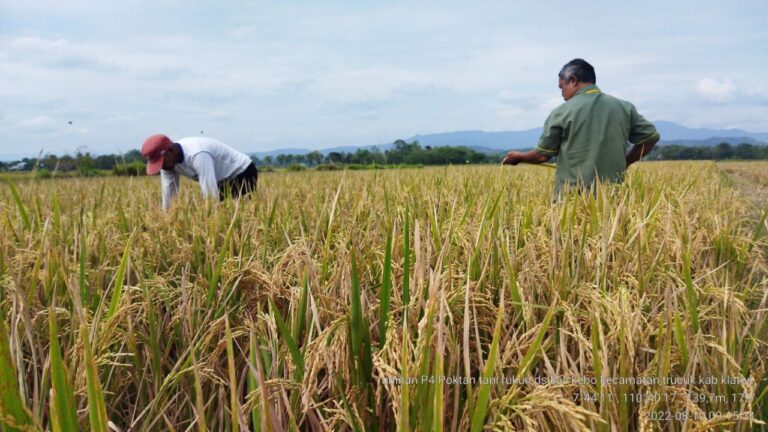 Produktivitas meningkat, Petani Klaten Sambut Panen di Lokasi P4
