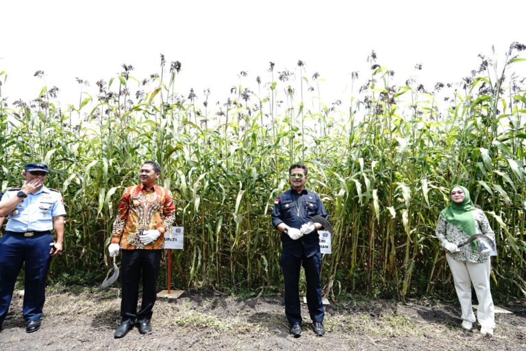 Panen Sorgum di Jombang, Mentan SYL Ajak Mengkselerasi Ketahanan Pangan Nasional