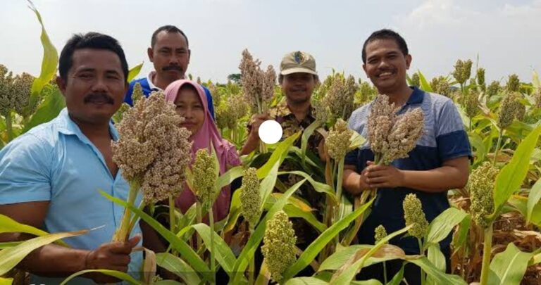 Kementan, Kemenko Perekonomian dan Bappenas Kompak Dorong Pengembangan Sorgum