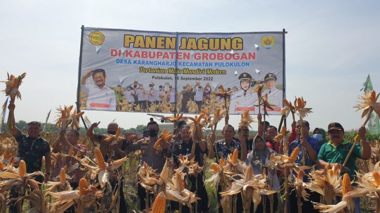 Jagung Grobogan Sumbang Kontribusi terhadap Produksi Nasional
