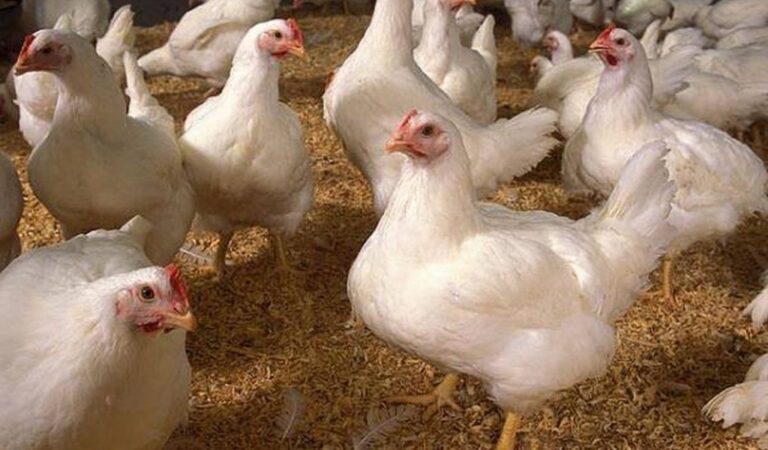 Pemerintah Pastikan Harga Ayam Ras Hidup di Peternak Stabil