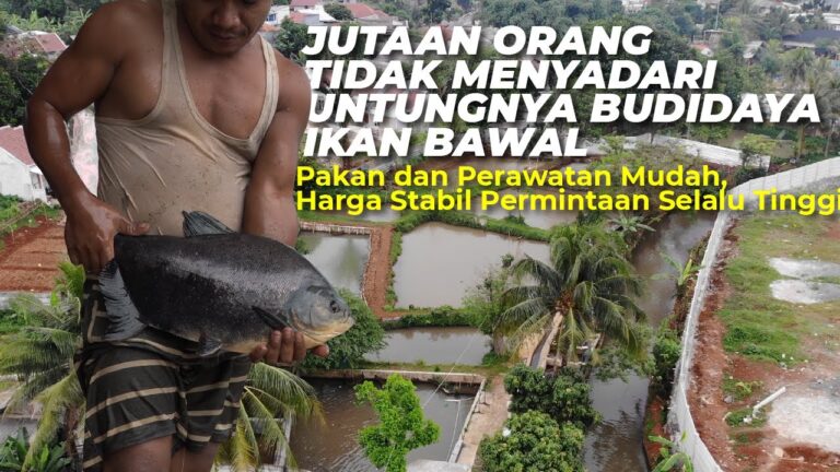 Sukses Budidaya Ikan Bawal, Modal 10 Juta jadi Ratusan Juta