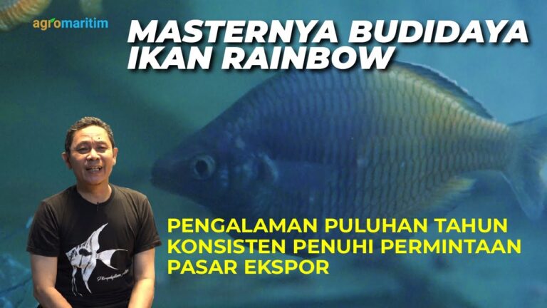 Eksis Sejak 1986, Sukses Budidaya Rainbow Fish Papua dan Berbagai Jenis Ikan Hias