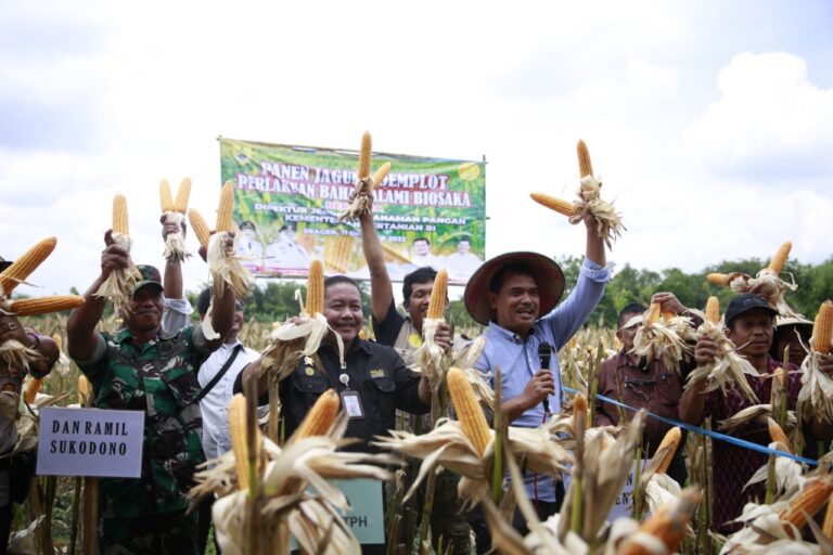 Petani Antusias Panen Jagung Demplot Perlakuan Bahan Alami Biosaka di Sragen