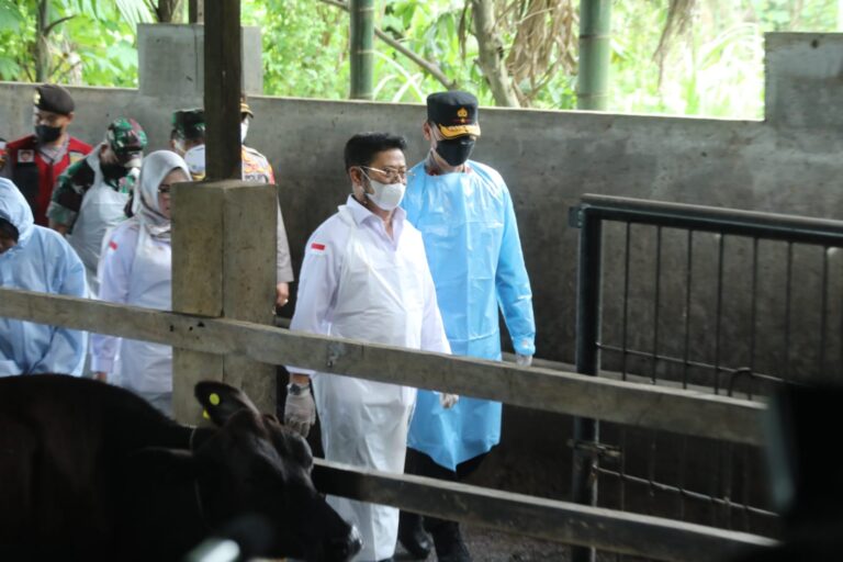 Mentan SYL Pastikan PMK Terus Menurun