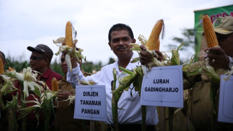 Panen Jagung di Bantul, Petani Siap Aplikasikan Bahan Alami