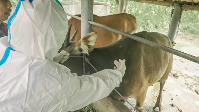 Kementan Gencarkan Vaksinasi PMK dan Rabies di Bali