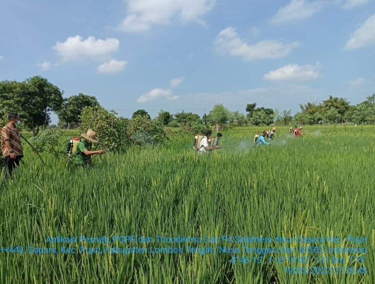 Petani Lombok Tengah Antusias Terapkan P4 Demi Pangan Sehat