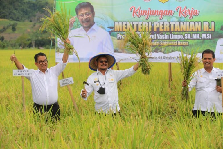 Menteri Pertanian Panen Padi dan Mulai Aplikasikan Biosaka di Mamuju