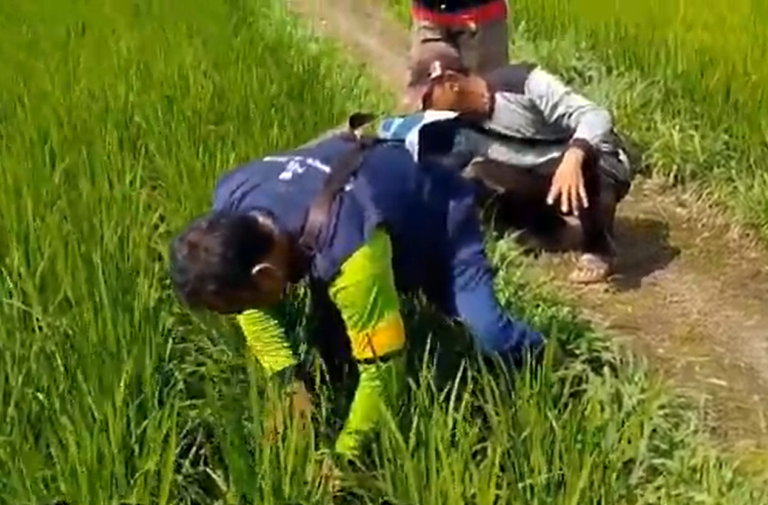 Petani Bengkulu Rasakan Manfaat Agens Hayati Ramah Lingkungan