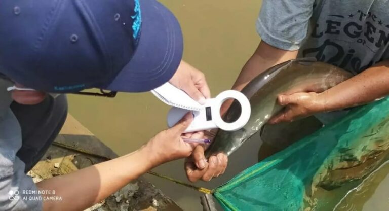 Budidaya Ikan Belida Terus Dikembangkan di Depok