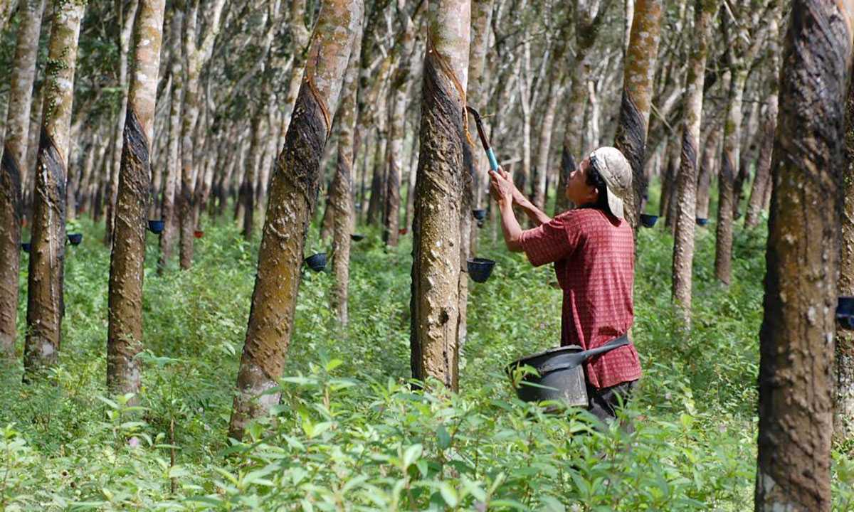 Potensi Komoditas Perkebunan Dinilai Masih Tinggi