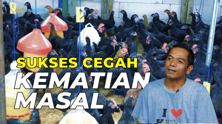 Sukses Budidaya Ayam Kampung KUB; Cara Pemeliharaan dan Perawatan ‼️