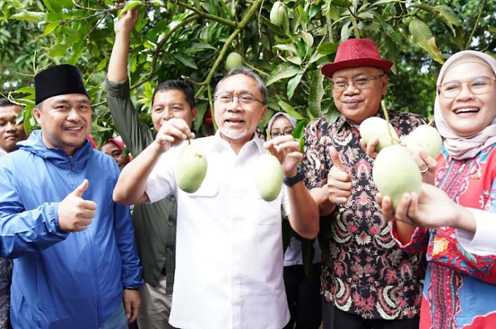 Panen Mangga Indramayu, Zulhas: Potensi jadi Sumber Devisa