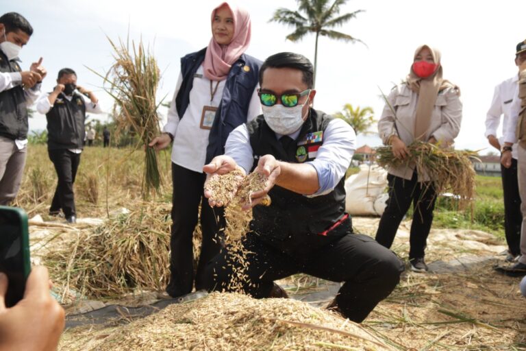 Stok Beras Jawa Barat 51.199 Ton, Siap Pasok ke Jabodetabek