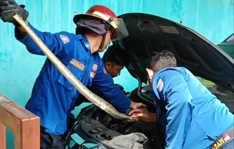 Bikin Heboh, Ular Piton 2,5 Meter Ditemukan dalam Kap Mobil Warga Depok
