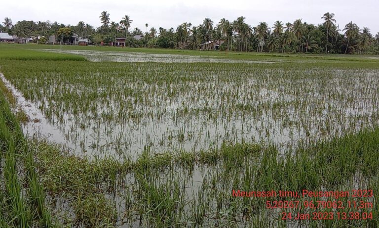 Kementan Responsif Tangani Banjir di Areal Persawahan Kabupaten Bireueun, Pidie dan Pidie Jaya Aceh