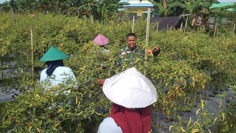 Aksi Babinsa Dampingi Petani Panen Cabe di Distrik Mimika
