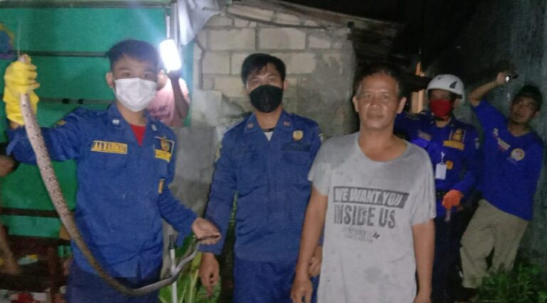 Ngeri! Ular Kobra 1 Meter Sembunyi di Dapur Rumah Warga Depok