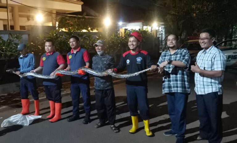 Tengah Malam, Warga Limo Depok Temukan Ular Besar di Pekarangan