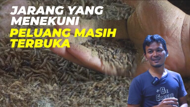 Cetak Uang dari Ternak Ulat Kandang