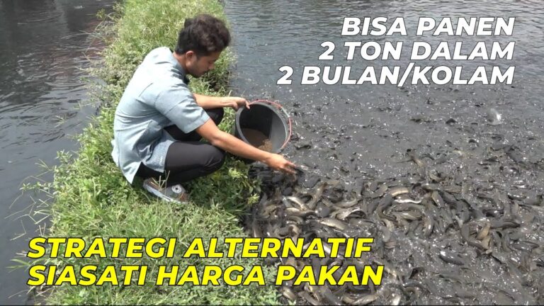 Masih Pemula, Sukses Budidaya Lele dalam Skala Besar