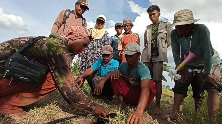 Kementan Kendalikan Hama Burung Manyar di Kawasan Food Estate Kapuas