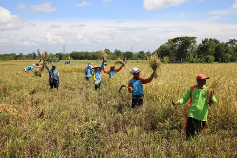 Panen Raya di Sragen, Harga Gabah Anjlok Menjadi 5.200