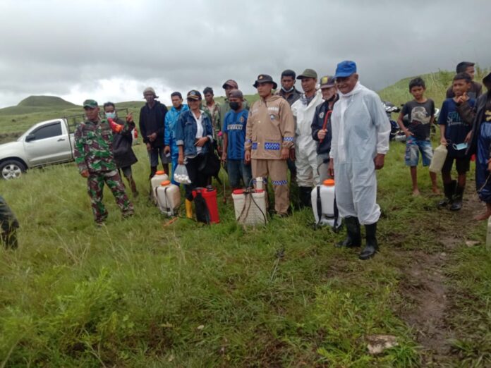 Kementan Kawal Gerakan Pengendalian Hama Belalang Kembara Di Sumba ...