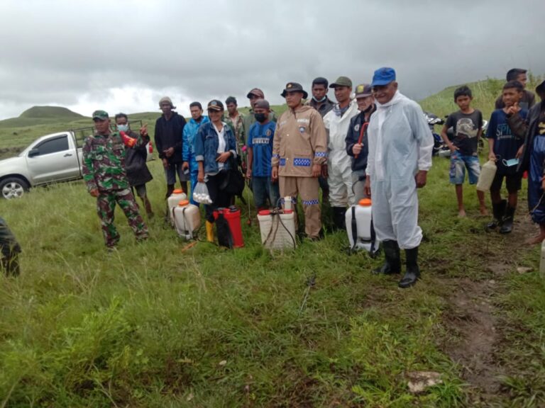 Kementan Kawal Gerakan Pengendalian Hama Belalang Kembara di Sumba Timur