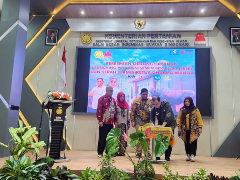 Dongkrak Kualitas Susu Sapi Perah, Kementan Lauching Sapi Jersey di BBIB Singosari