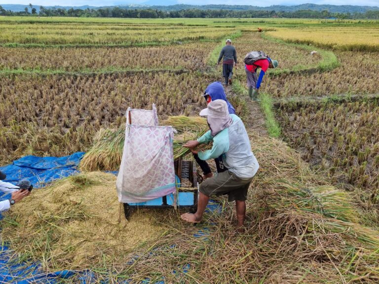 Jateng Mulai Panen, Mentan SYL Pastikan Stok Beras Aman