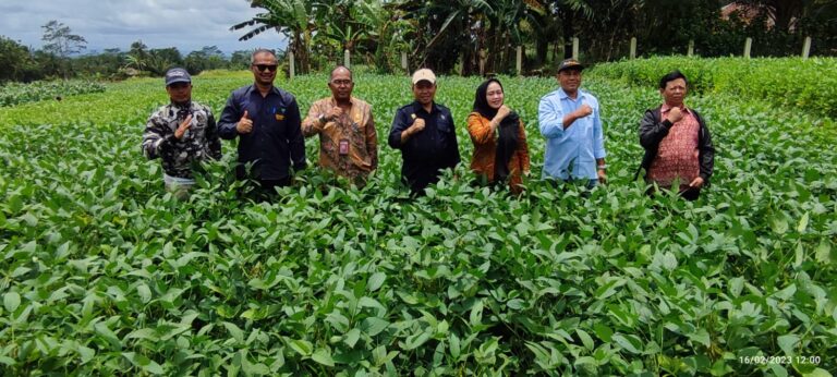 Kementan Dukung Pengembangan Tumpang Sari Kedelai dan Porang di Pandeglang
